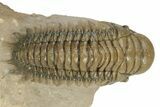 Zlichovaspis Trilobite With Crotalocephalina - Atchana, Morocco #232761-7